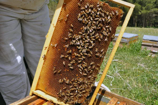 kayinpederleri-sevdirdi-bu-3-elti-kavga-etmiyor-aricilik-yapiyor-1618815621478.jpg Kayınpederleri sevdirdi! Bu 3 elti kavga etmiyor! Arıcılık yapıyor-10