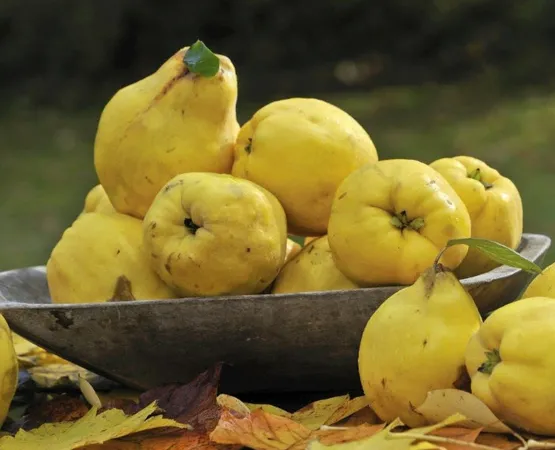 Bu ikili öksürük şikayetinizi sona erdirecek!