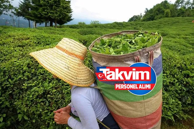 ÇAYKUR işçi alımı kura çekilişi ne zaman, saat kaçta? 🍃2022 ÇAYKUR KURA LİSTESİ! İŞKUR nihai liste açıklandı mı? Rize, Trabzon, Artvin, Giresun...