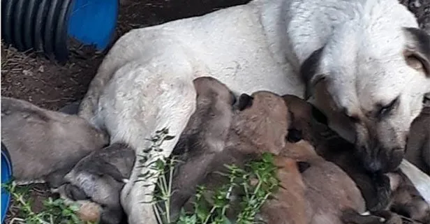 Erdek’te zehirli et verilen köpek ile 3 yavrusu ve 3 kedi öldü