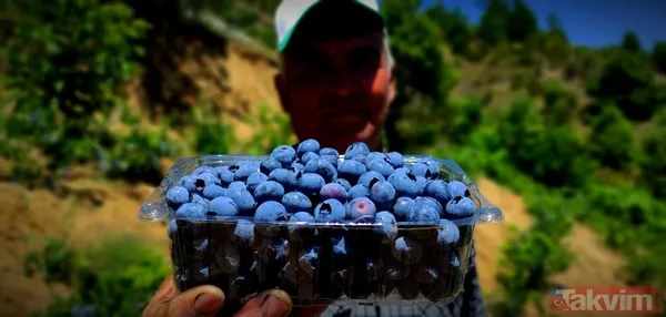 Kilosu 100 lira! Yaban mersinini kuş ve yabani hayvanlardan bomba ve kuş sesleriyle koruyorlar - 3
