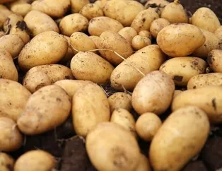 Rüyada patates görmek ne anlama gelir? Rüyada patates görmek neye işarettir? Rüyada patates haşlamasının anlamı, yorumu