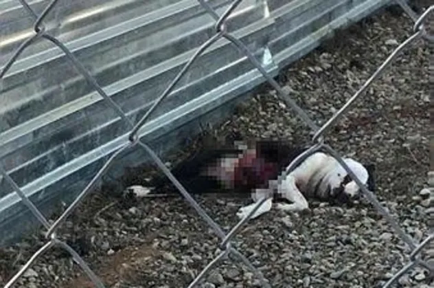 Çanakkale'deki vahşeti unutan CHP'lilerden skandal eylem!