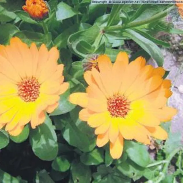 Adet sancısına aynısefa