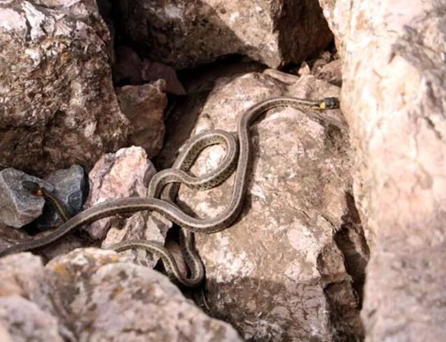 Havanın ısınmasıyla ortaya çıktılar! Evlere giriyorlar!