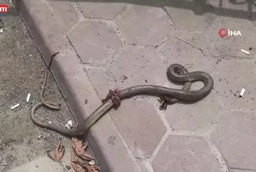 Kendisini ısıran yılanı hastaneye getirdi