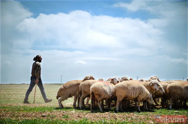 Abi-kardeş kariyerlerini bıraktılar 800 hayvanlı sürü sahibi oldular - 8