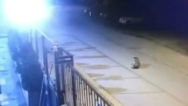 yok-boyle-canilik-kamyonetle-kopegi-ezen-surucu-arkasina-bakmadan-yoluna-devam-etti-1632776083391.jpeg Yok böyle canilik! Kamyonetle köpeği ezen sürücü arkasına bakmadan yoluna devam etti-2