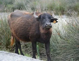 Rüyada manda görmek ne anlama gelir? Rüyada manda sürüsü görmek neye işarettir? Rüyada manda tarafından kovalanmak...