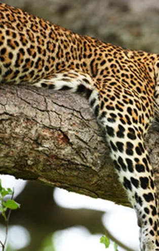 Rüyada leopar görmek ne anlama gelir?