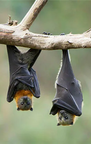 Rüyada yarasa görmek ne anlama gelir?