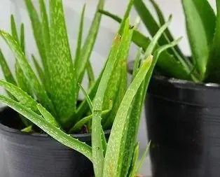 Aloe vera sivilceye veda!