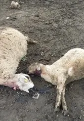 Kırşehir’de koyun katliamı! Mandıraya giren kurtlar 40 koyunu telef etti!