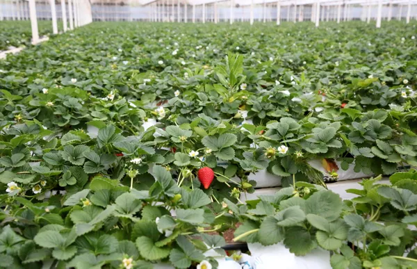 antalyada-havada-asili-olarak-cilek-urettiler-normalinden-iki-kat-fazla-raf-omru-var-1615460150179.jpg Antalya'da havada asılı olarak çilek ürettiler! Normalinden iki kat fazla raf ömrü var-5