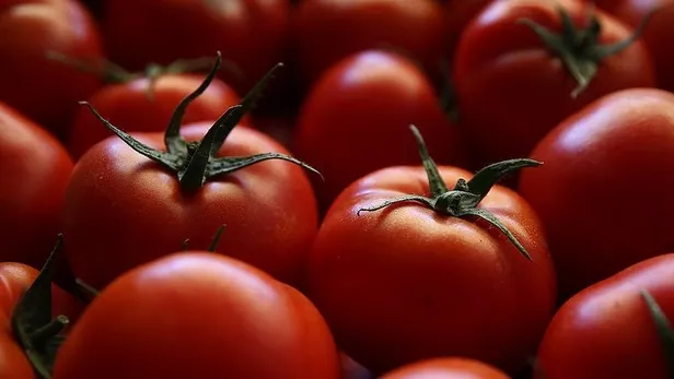 SON DAKİKA: Türkiye'nin domates ihracatı 11 ayda 280 milyon dolara ulaştı-3