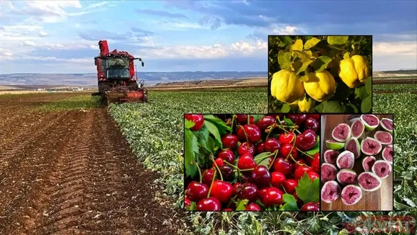Anadolu’nun bereketi küresele taşındı! Türkiye’den 7 ürün dünya lideri - 1