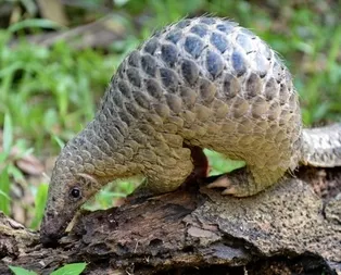 Şok haber geldi! Pangolin koronavirüs taşıyıcısı çıktı! Peki Pangolin nedir? İşte yaşadığı ülkeler ve bölgeler...
