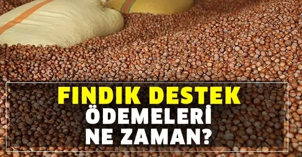 Odemeler Basliyor Findik Destek Odemesi Ne Zaman Yapilacak Findik Destek Parasi Ne Zaman Yatacak Takvim