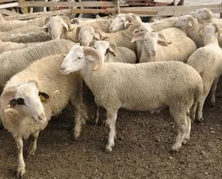 Yeterli kurbanlık var