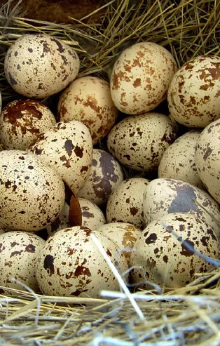 Rüyada yuva görmek ne anlama gelir?