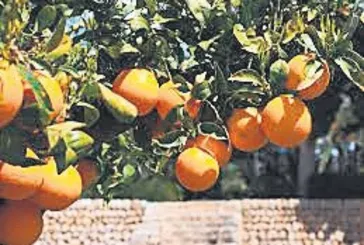 C vitamini garantide