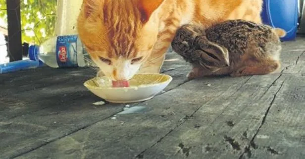 Osmaniye’de bir kedi tavşan yavrusuna annelik yapıyor