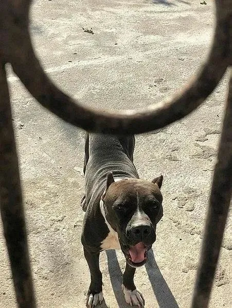 Türkiye’nin endişelendiren sorunu: Başıboş sokak köpekleri! Problemin nedenleri neler? Uzman isimler yanıtladı!