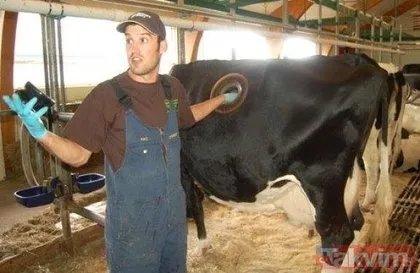 Resmen vahşet! Birkaç litre fazla süt için ineklere yaptıklarına bakın...