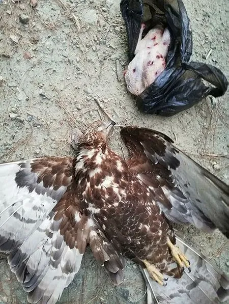 Son dakika: Hatay'da şahin avlayan kişiye 29 bin lira ceza-1