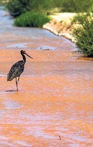 Marmara’da korkutan mutasyon alarmı! Kuşların rengi değişiyor!