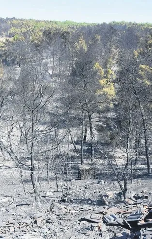 Ağaçlar orman dönmeli yurdumda