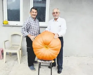 90 kiloluk bal kabağı