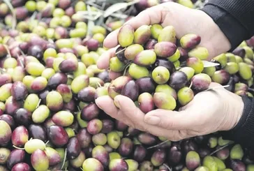 Milas zeytinine AB tescili