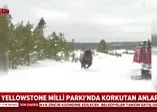 Yellowstone milli parkında korkutan anlar!