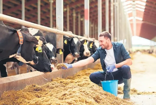 Hayvancılıkta sigorta kullanımı artıyor