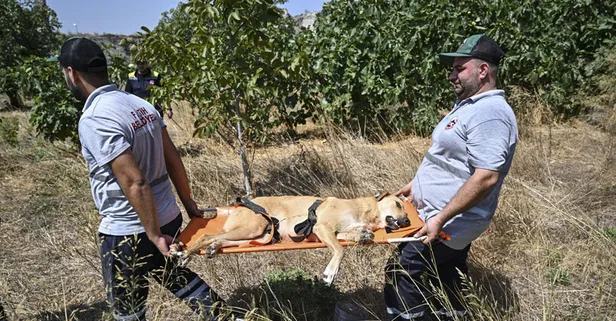 Ayhan Özçelik’in ölümünden sonra Fatih Belediyesi başıboş köpekleri toplamaya başladı