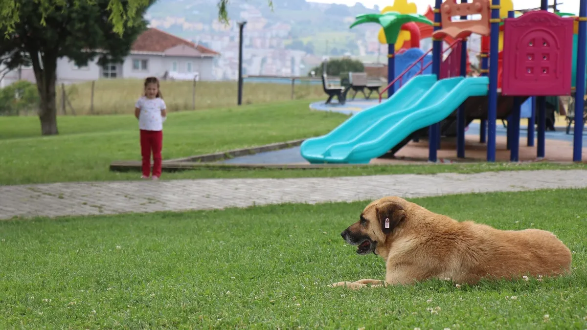 Sakarya Adapazarı’nda çocuk parkında başıboş köpek dehşeti! 5 yaşındaki küçük kızın kolunu ısırdı