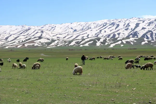 aylik-7-bin-lira-maas-veriyorlar-besiciler-coban-bulamayinca-sirayla-cobanlik-yapmaya-basladi-1650351130980.jpg Aylık 7 bin lira maaş veriyorlar! Besiciler çoban bulamayınca sırayla çobanlık yapmaya başladı-5