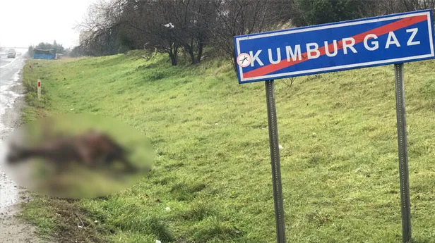 İstanbul’da korkunç kaza: 3 at telef oldu-2