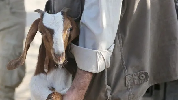 Kurban Bayramı SMS Whatsapp cep telefonu mesajları (en yeni komik güzel bayram mesajları) 2020-4