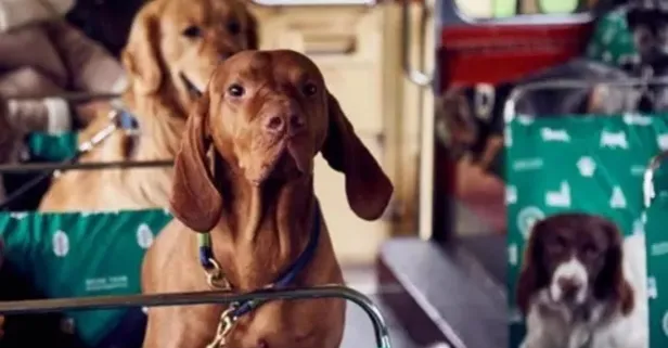 Son dakika: Resmi Gazete'de yayımlandı! Artık otobüs içinde evcil hayvanlar taşınabilecek