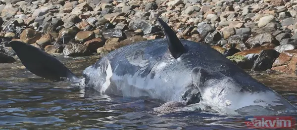Midesine güvenenler baksın! Kulak ağrısıyla hastaneye giden adamın kulağından çıkanlar dünyayı şoke etti - 18
