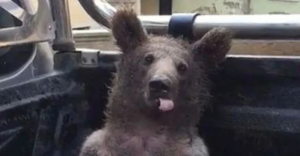 Düzce'de fazla bal yiyen ayı bayıldı! O anlar kamerada