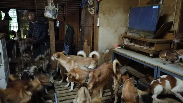 Japonya'da bir ailenin 30 metrekarelik evde 164 köpek ile yaşadığı tespit edildi-4