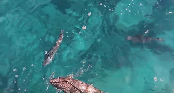 balon-baligi-az-kalsin-cekim-yapan-dalgicin-parmagini-kopariyordu-1593006257347.jpg Balon balığı az kalsın çekim yapan dalgıçın parmağını koparıyordu-2