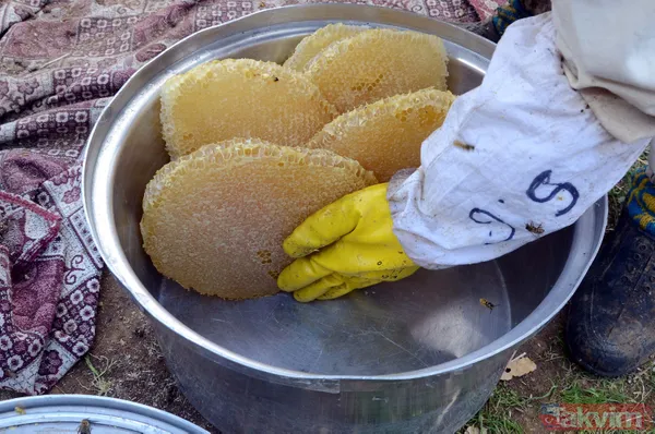 Kilosu 350 TL! 3 bin rakımda üretilen karakovan balından bu yıl 250 ton bekleniyor - 20