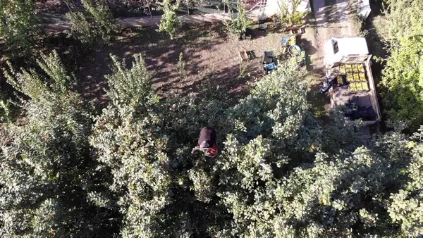 yeni-sari-altin-cennet-hurmasi-dalinda-kilosu-3-lira-kurutup-40-liradan-satiyorlar-1635764052347.jpg Yeni sarı altın: Cennet hurması! Dalında kilosu 3 lira kurutup 40 liradan satıyorlar-6