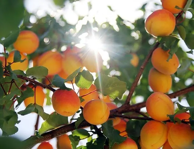 Kuru kayısıdan 256 milyon dolar