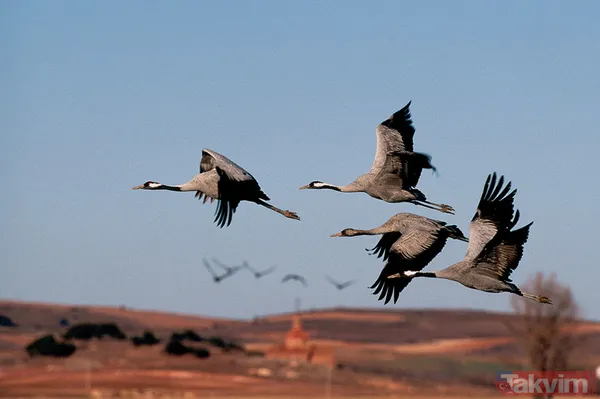 Türkiye'de 17 yıl sonra bir ilk! Telli turnalar yuva kurdu - 13