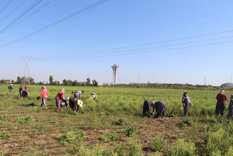 17 yıllık mesleğini bıraktı, servetine servet kattı - 4